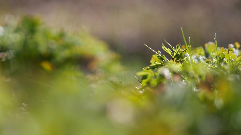 Free Image of Shallow depth of field of green foliage 