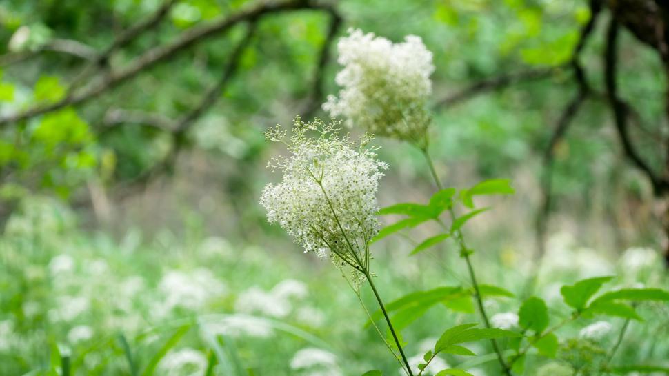 Free Image of White wild flowers in lush green forest 