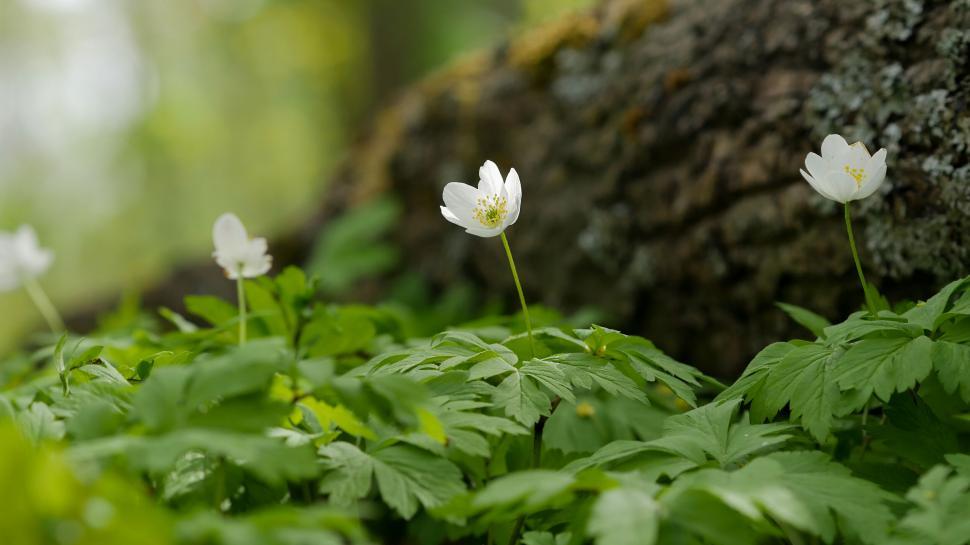 Free Image of White flowers growing beside a tree trunk 