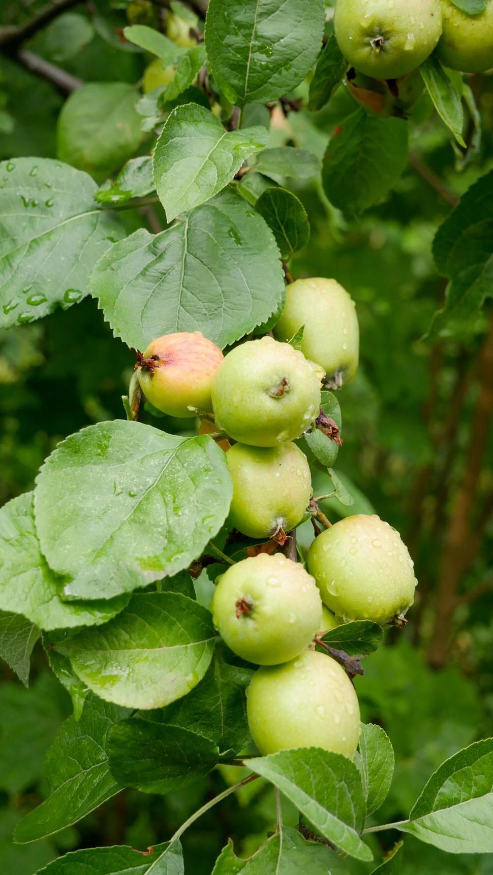 Free Image of Green apples hanging on the branch after rain 
