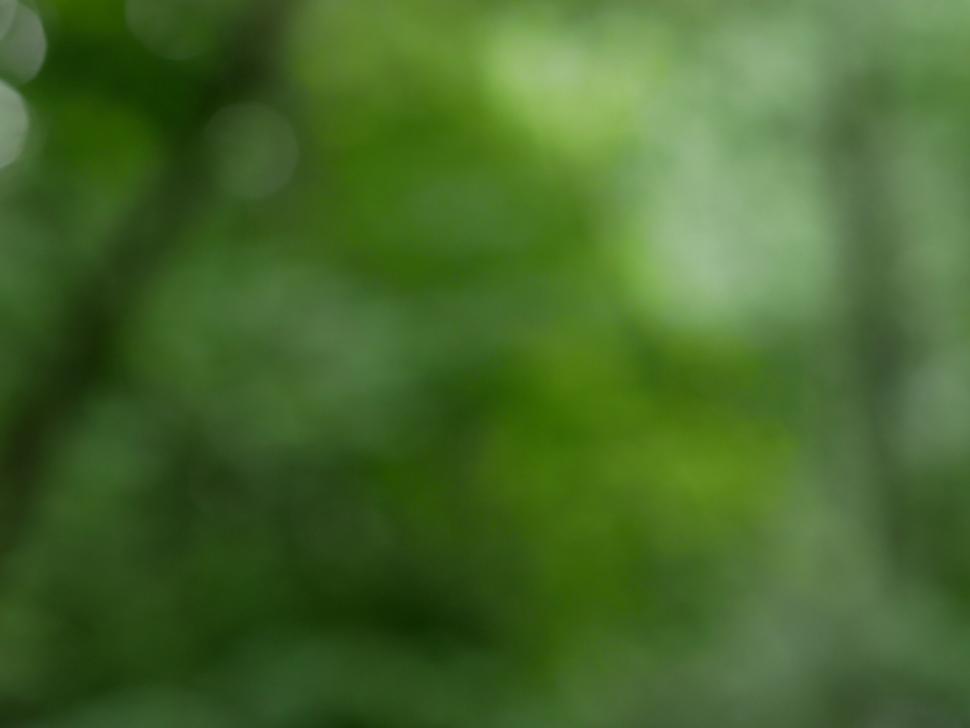 Free Image of Blurry green foliage in natural light background 