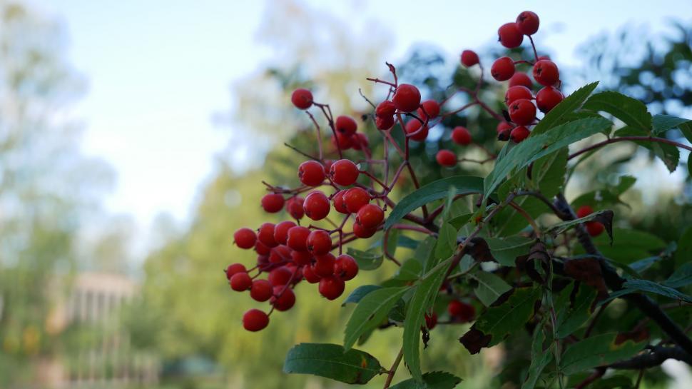 Free Image of Vibrant red berries on a lush green bush 