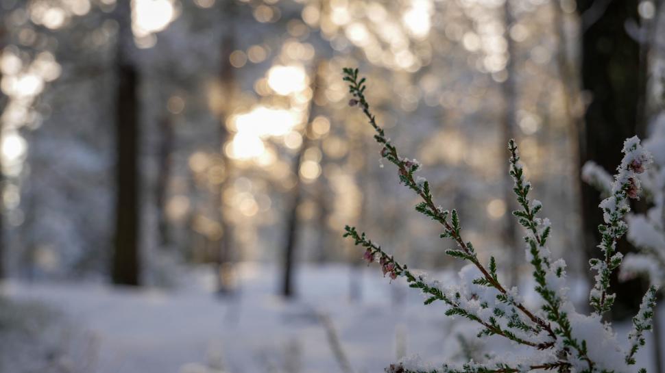 Free Image of Frost covered plant in a snowy landscape 