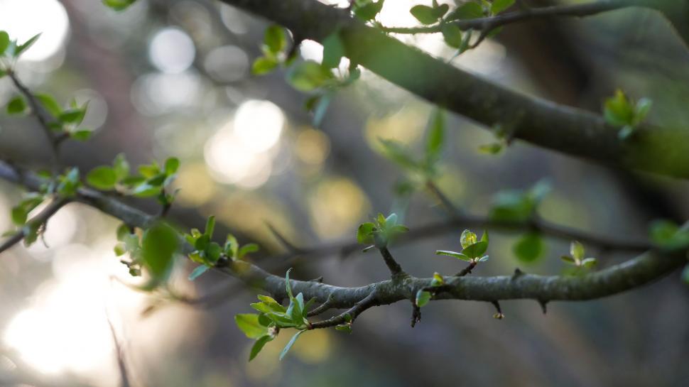 Free Image of Spring buds on a branch with soft sunlight 
