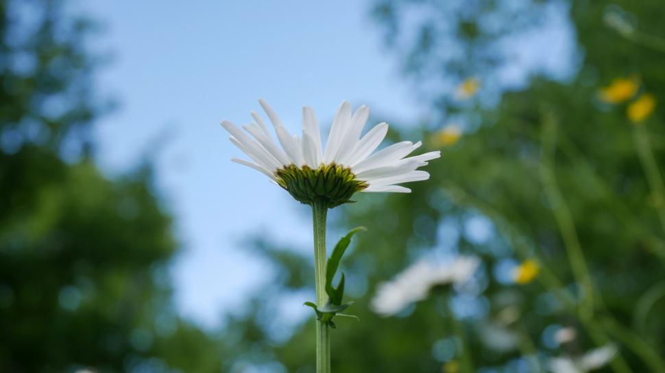 Free Image of Single daisy against a clear blue sky 