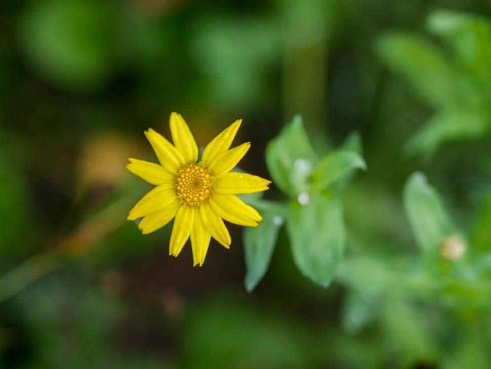 Free Image of Solitary yellow flower in lush greenery 