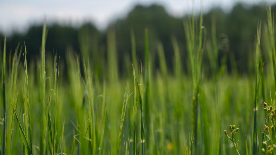 Free Image of Green meadow with focus on grass blades 