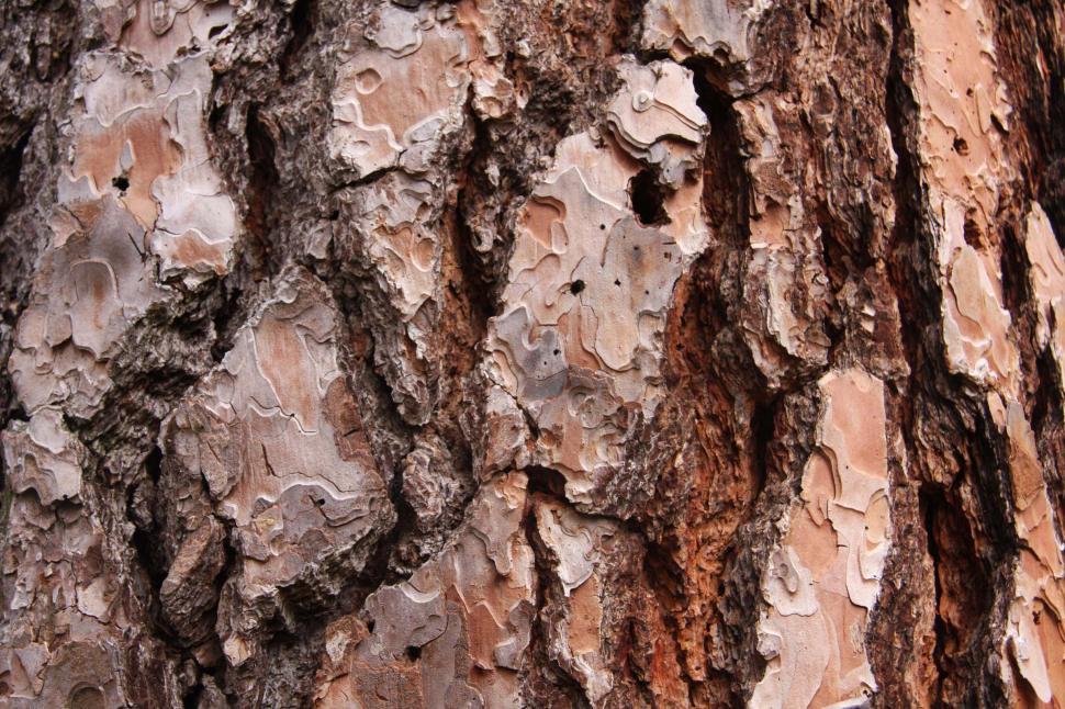 Free Image of Close Up of Tree Bark 