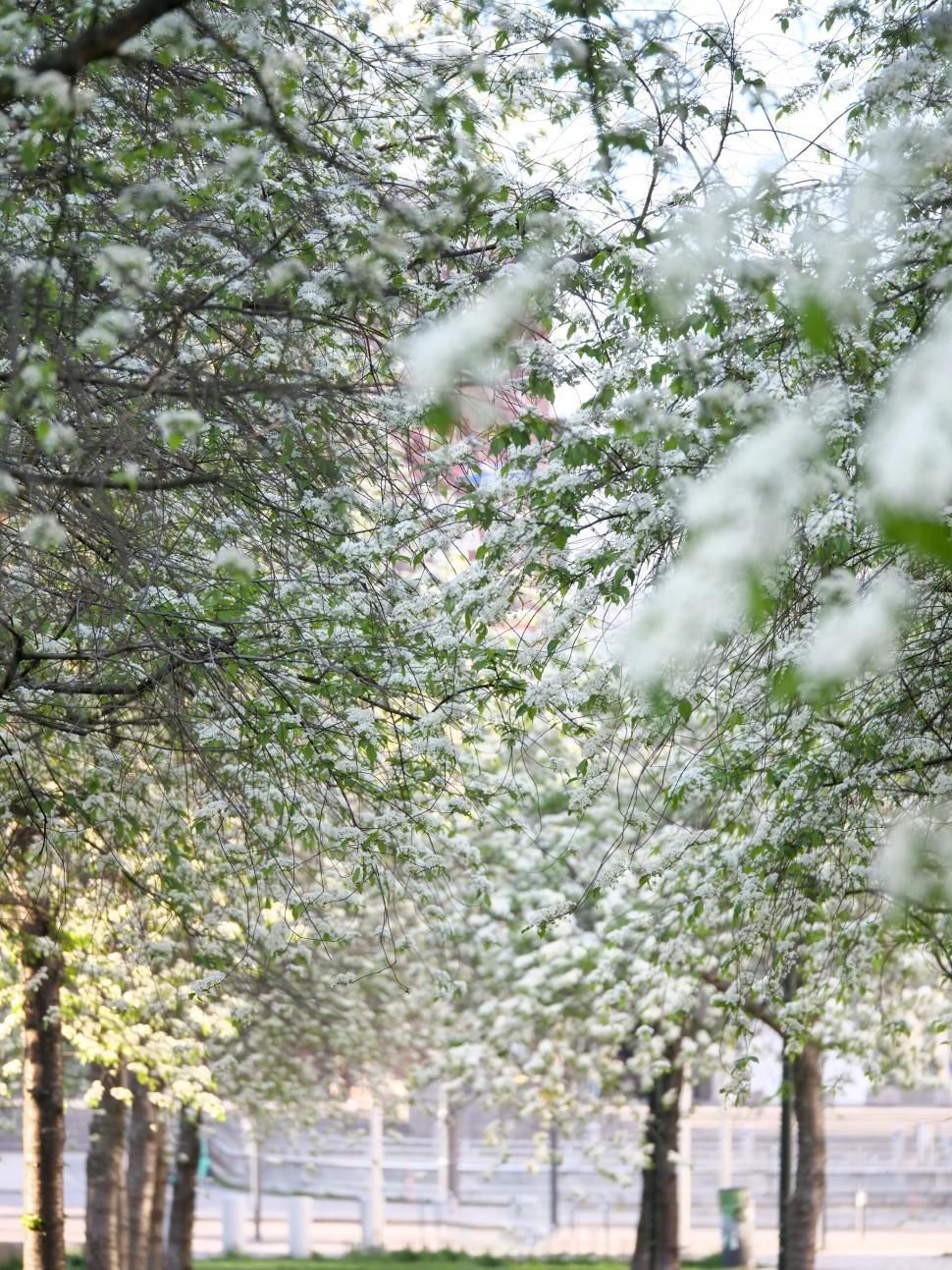Free Image of Spring blossoms on tree branches in park 