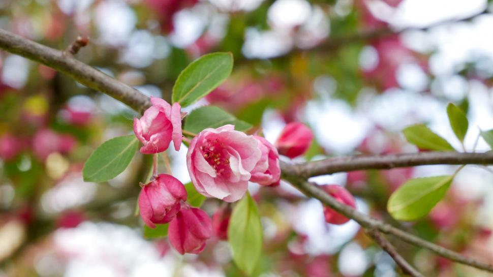 Free Image of Close-up of pink blossoms on a branch 