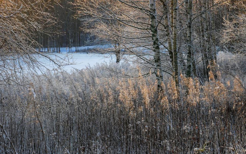 Free Image of Wintry forest with frosty reeds and snow 