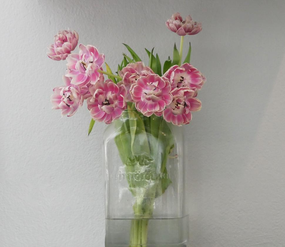 Free Image of Fresh pink tulips in a vase on white background 