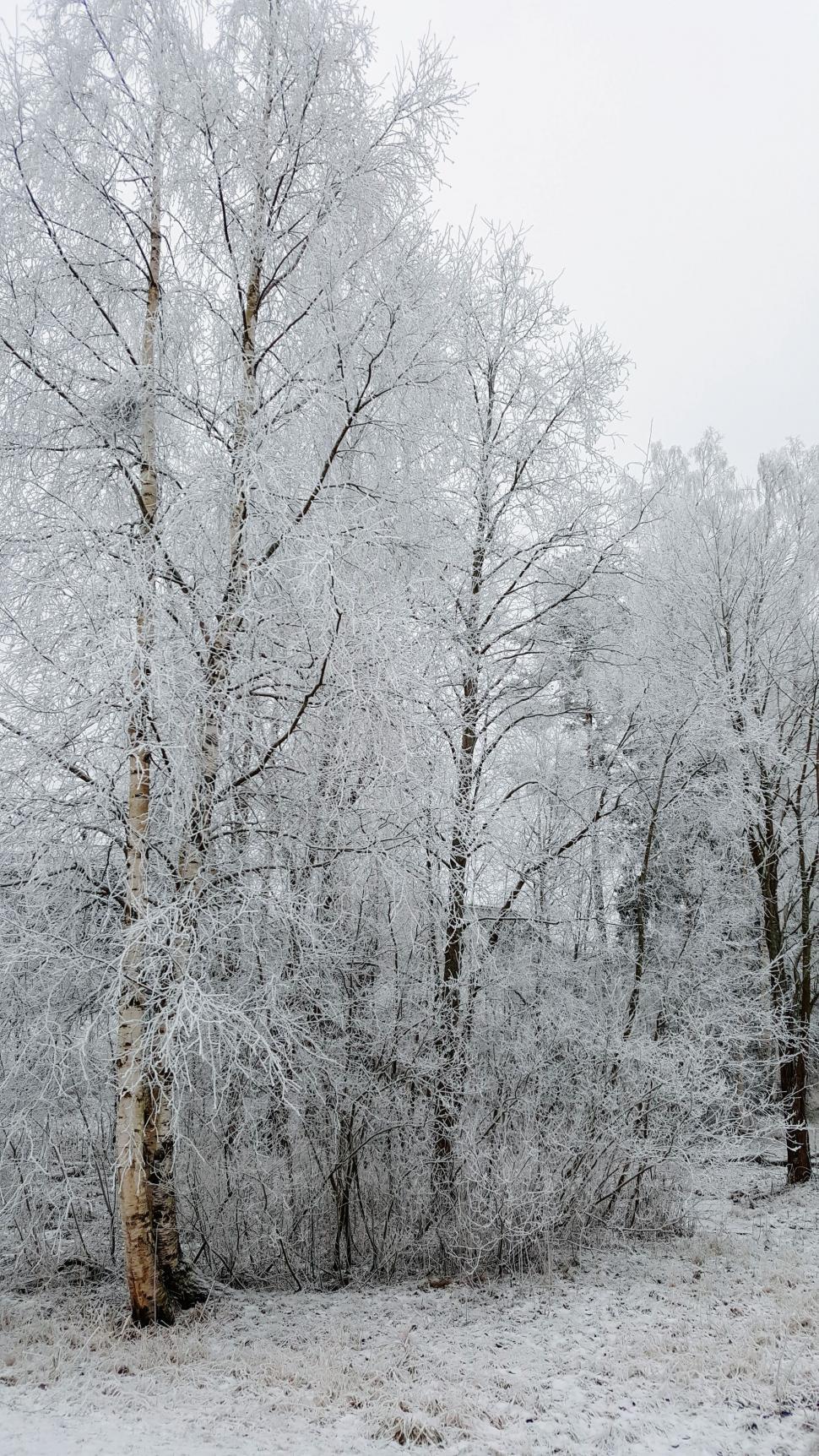 Free Image of Frosted trees in a snowy winter landscape 