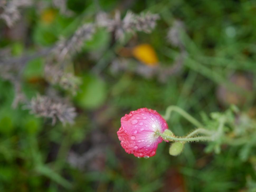 Free Image of Pink flower with water droplets on it 