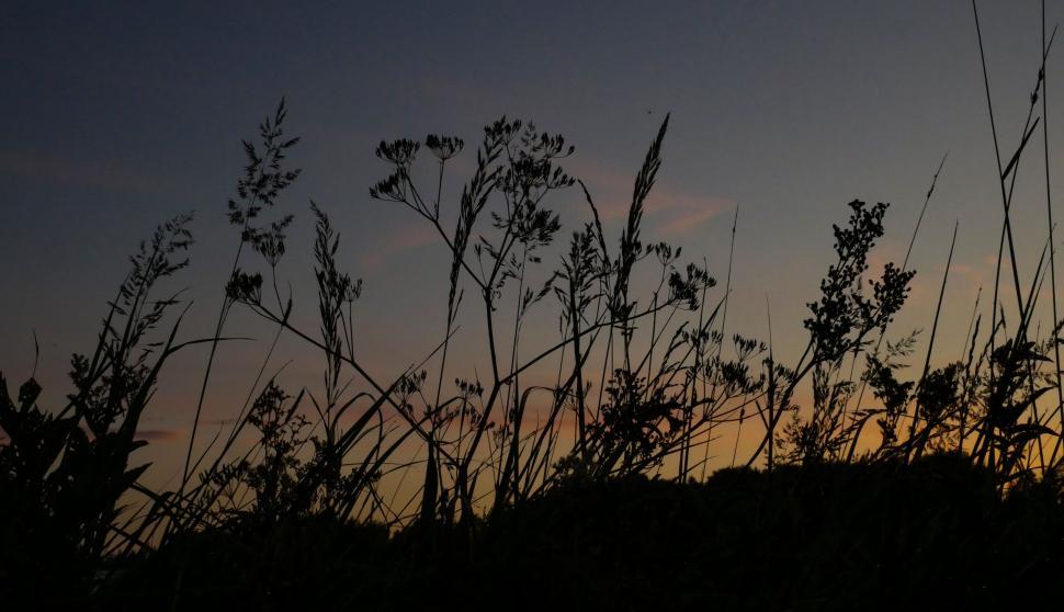 Free Image of Silhouettes of tall grass against a sunset 