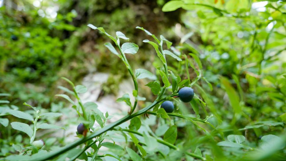 Free Image of Close-up of blueberries in the wild 