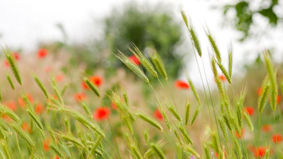 Free Image of Field of wheat and poppies in bloom 