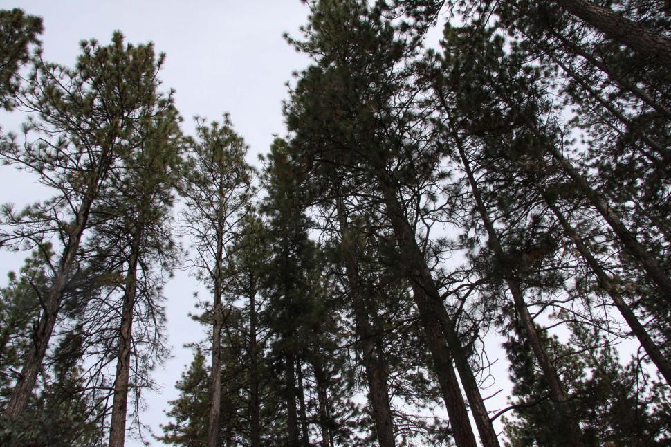 Free Image of pine forest 