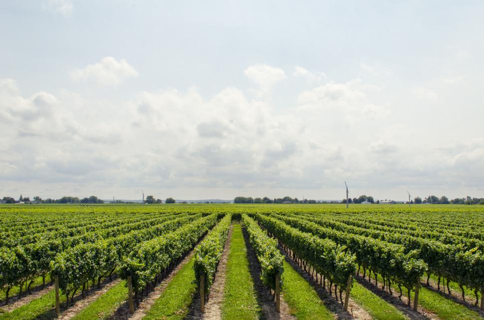 Free Image of Vineyard rows under a cloudy sky 