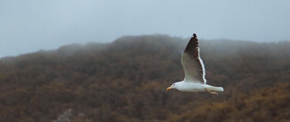 Free Image of Seagull flying over a misty landscape 