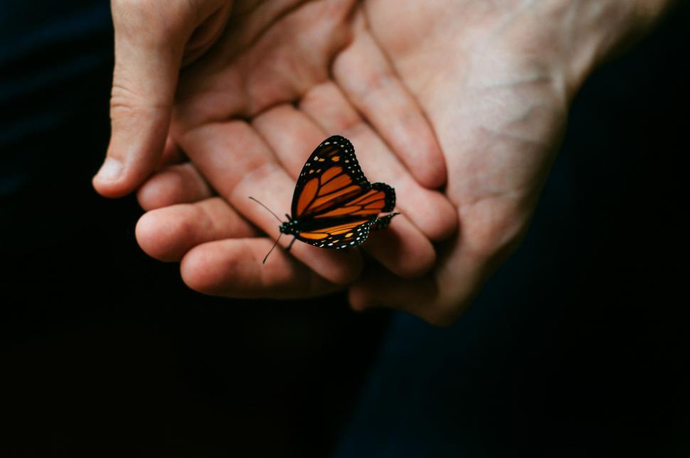 Free Image of Butterfly resting on human hands closeup 