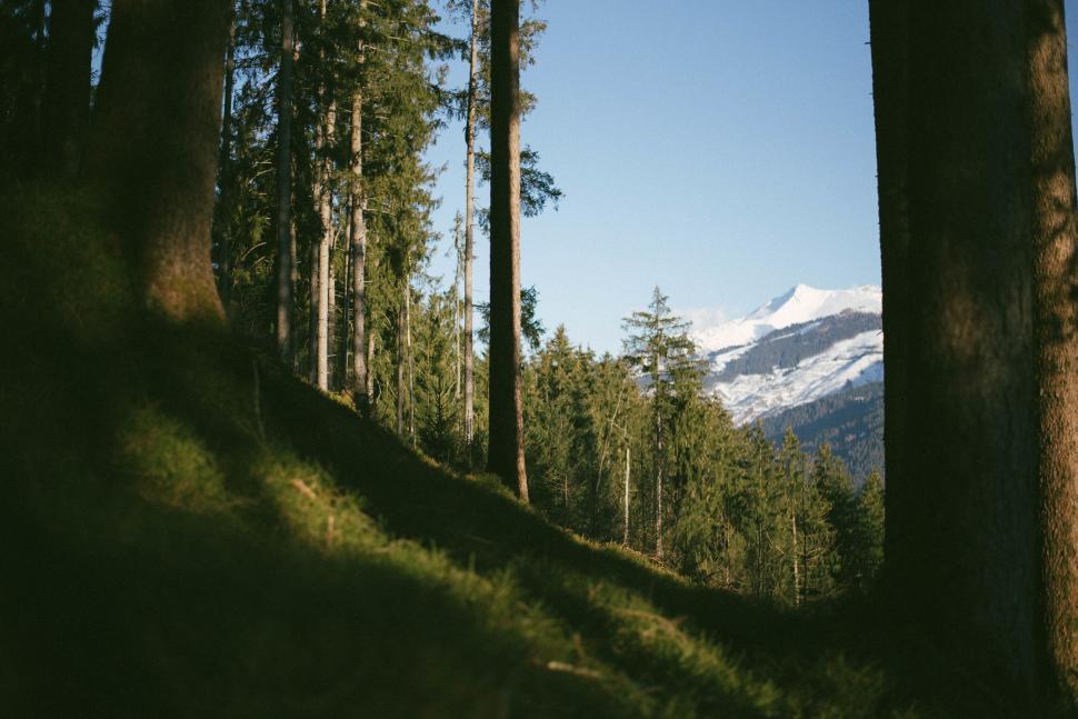 Free Image of Mountain View Through Trees 