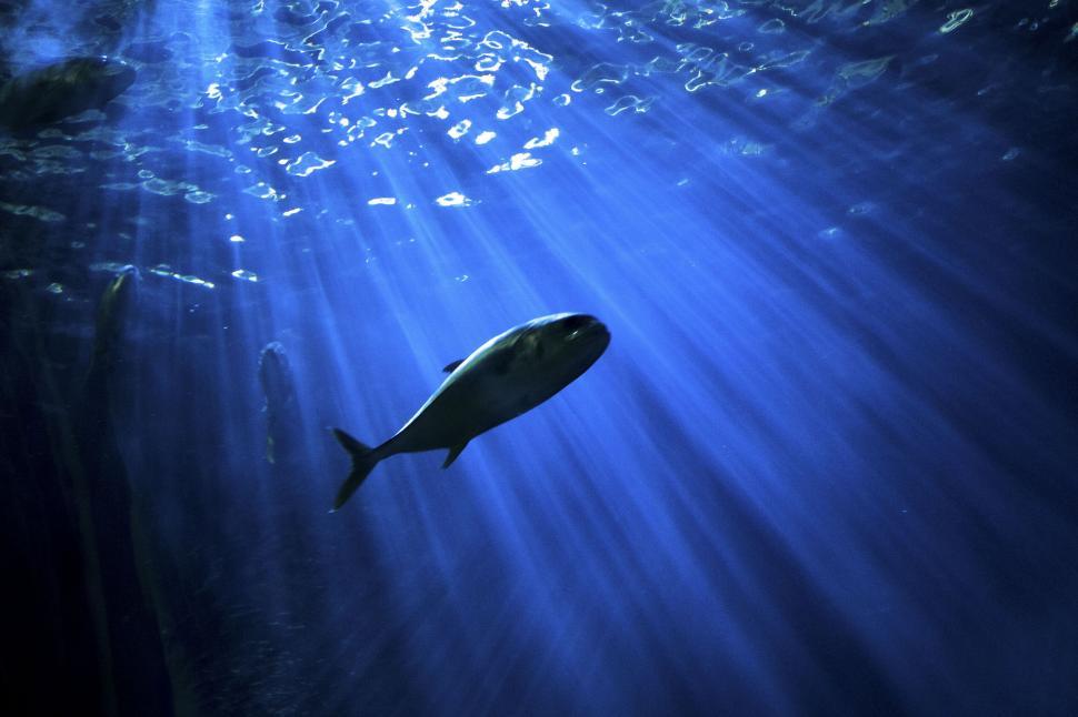 Free Image of Lone fish swimming in sunlit blue water 