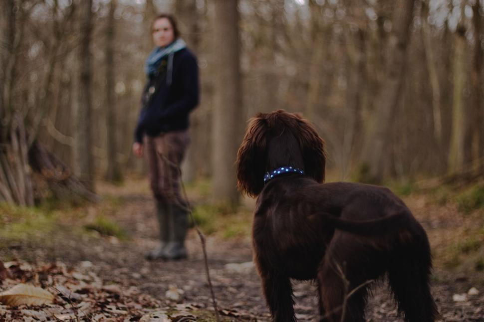Free Image of Focused dog watches as owner walks ahead 