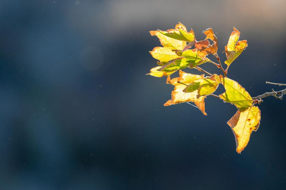 Free Image of Leaves glistening in the autumn sunshine 