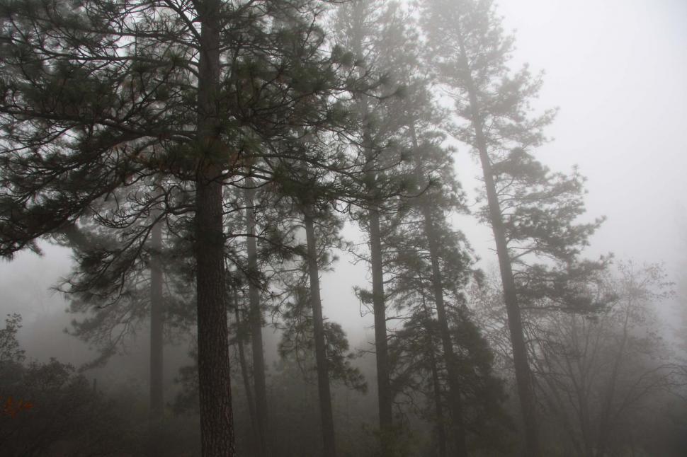 Free Image of Trees in the Fog 