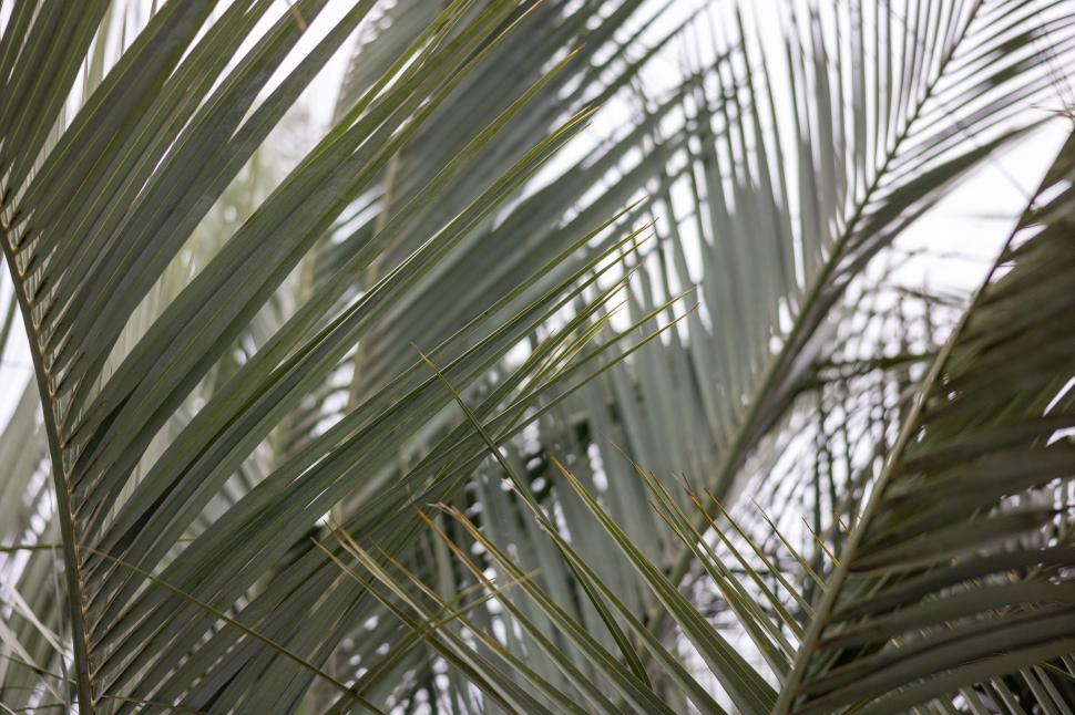 Free Image of Close-up of green palm leaf texture 
