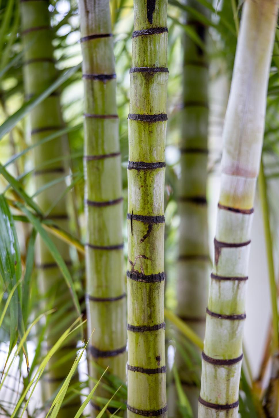 Free Image of Detailed image of tropical bamboo stems 