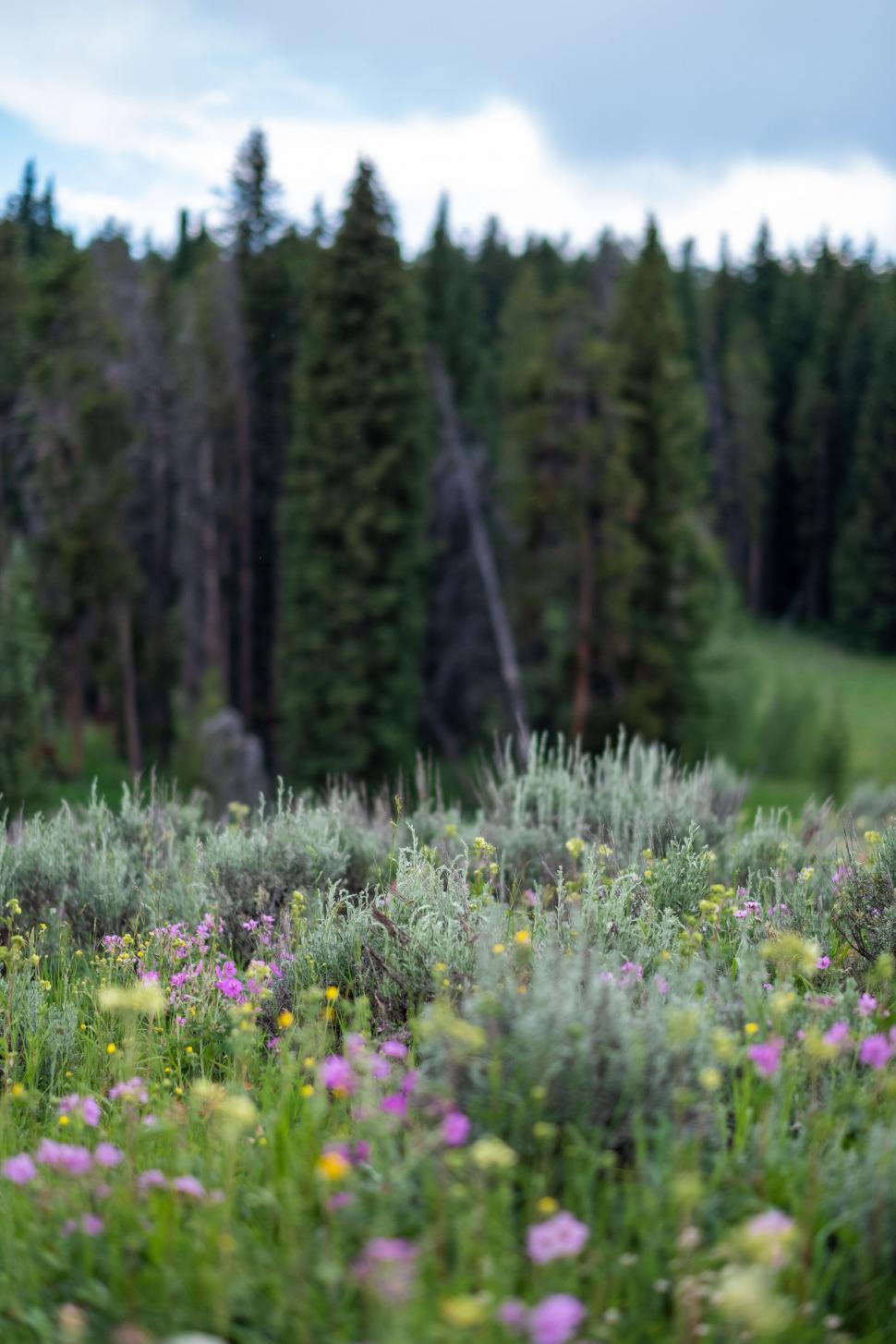 Free Image of Wildflower meadow with pine trees backdrop 