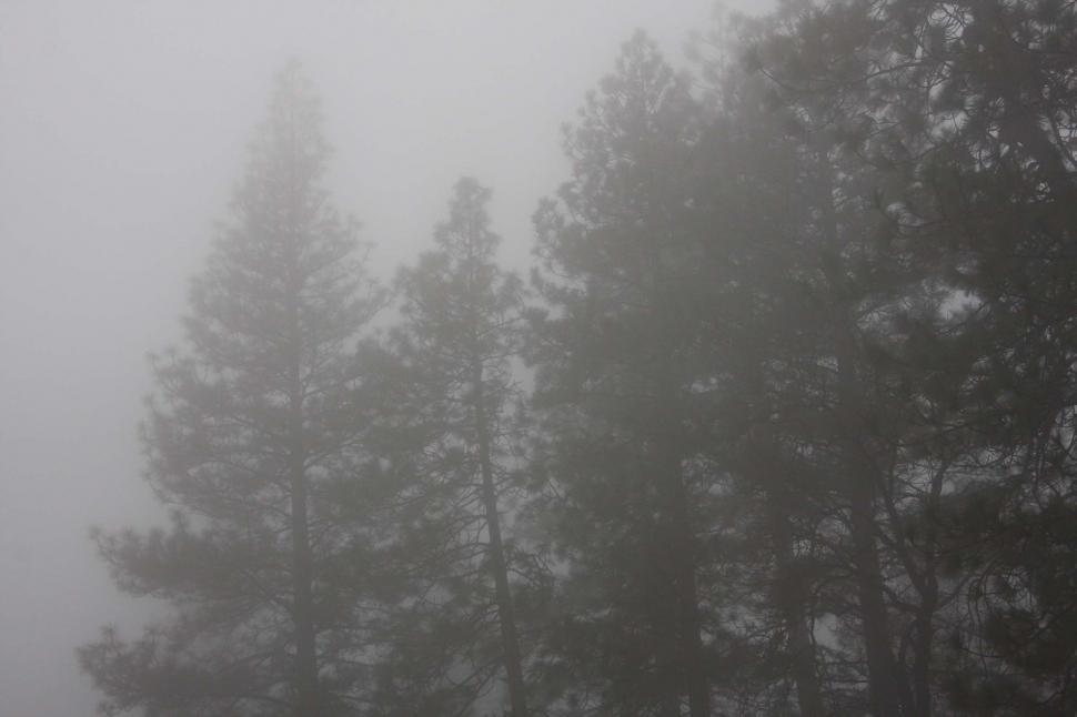 Free Image of Trees in the Fog 
