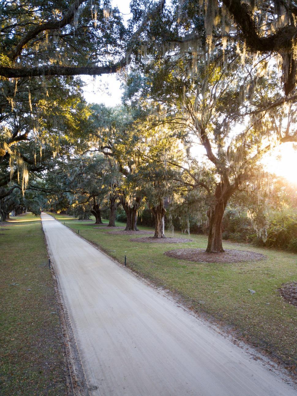 Free Image of Sunny rural road lined with Spanish moss trees 