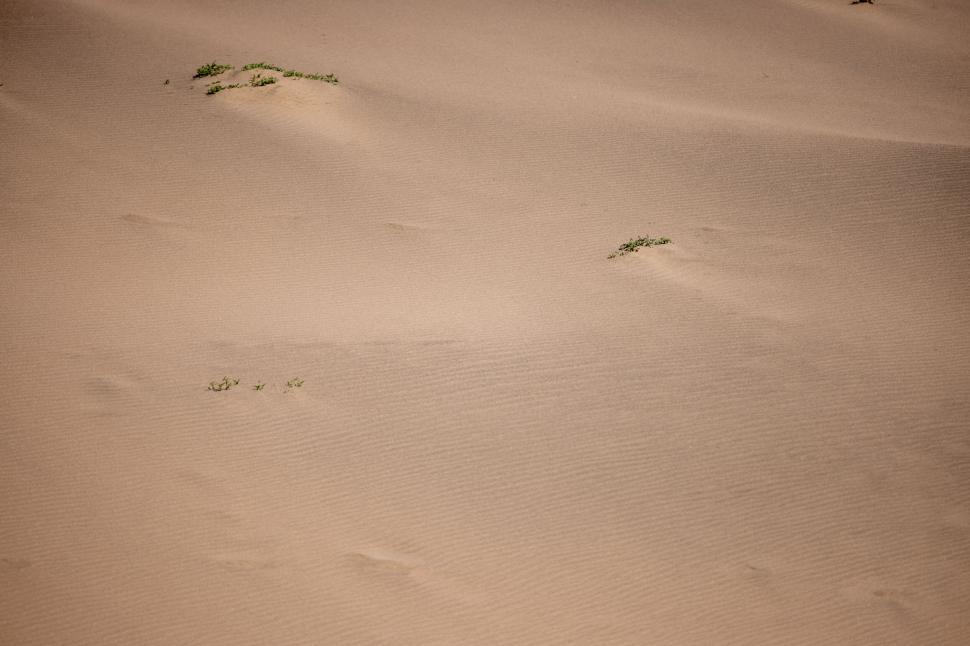 Free Image of Desert terrain with scattered vegetation 