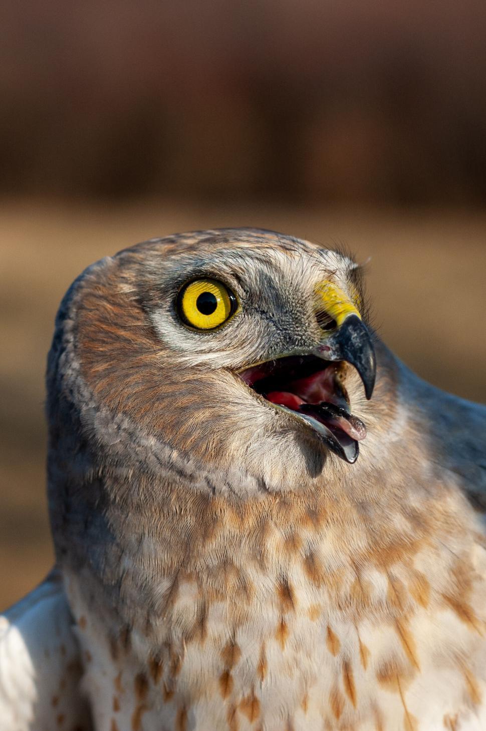 Free Image of Close-up of a hawk with mouth open 
