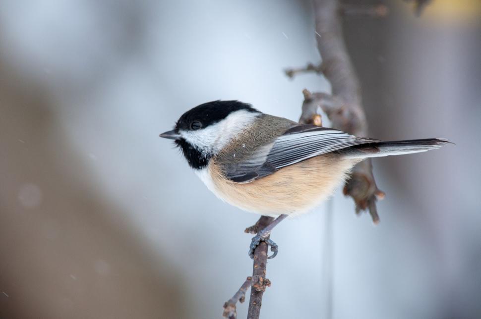 Free Image of Black-capped Chickadee perched on a branch in snow 