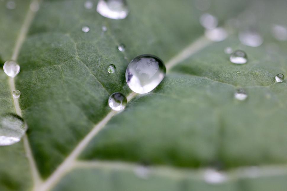 Free Image of Close-up water droplets on green leaf 