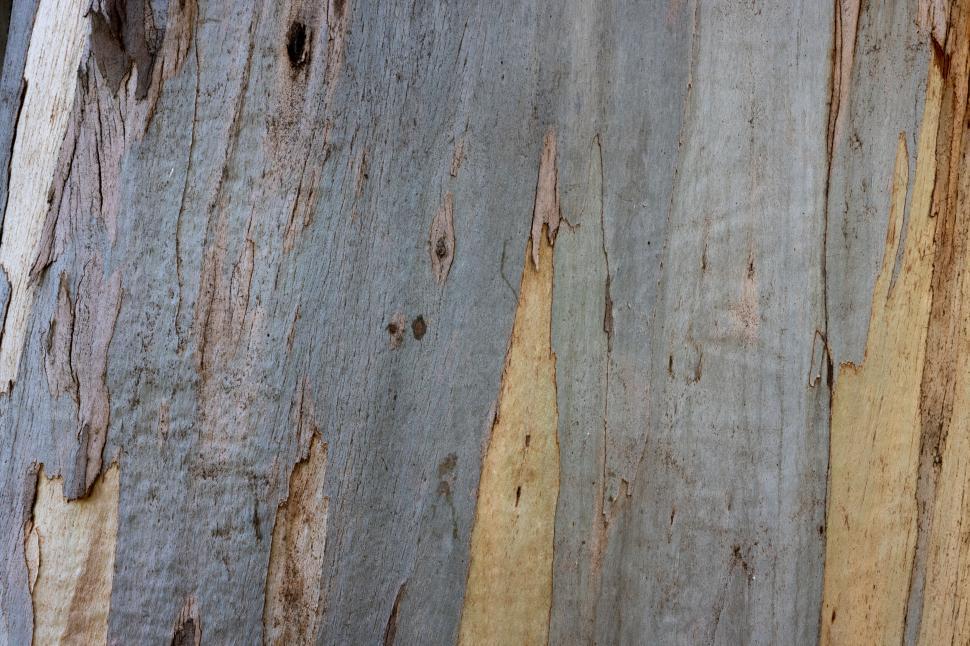 Free Image of Textured bark close-up of a tree trunk 