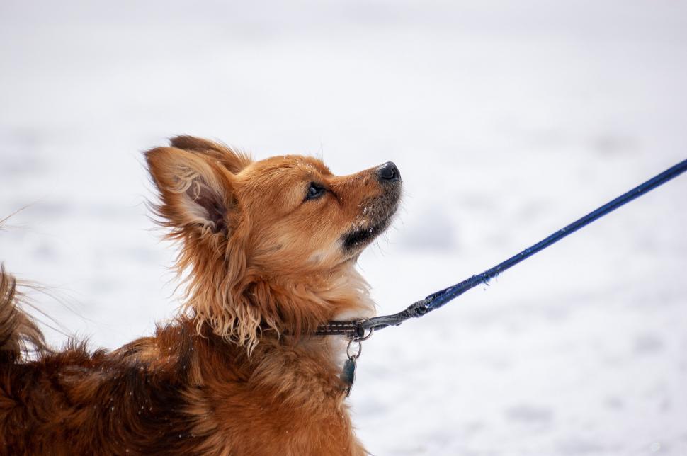 Free Image of Alert brown dog on a snowy day looking up 