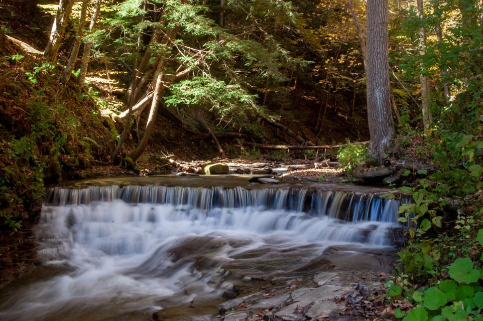 Free Image of Forest stream with a small waterfall 