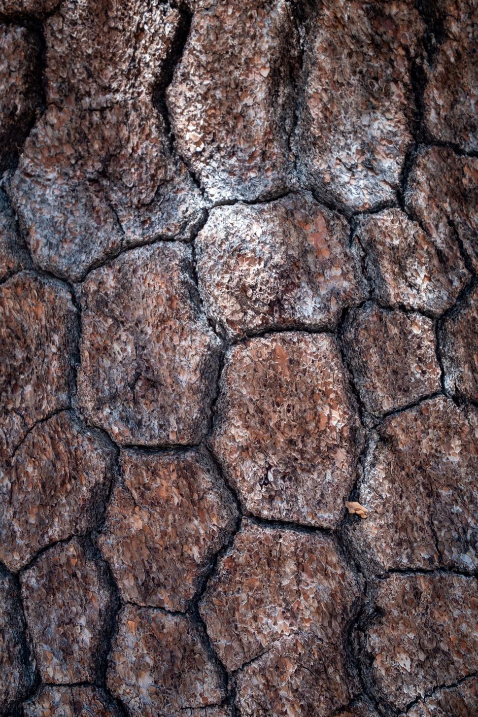 Free Image of Close-up of rugged brown tree bark texture 