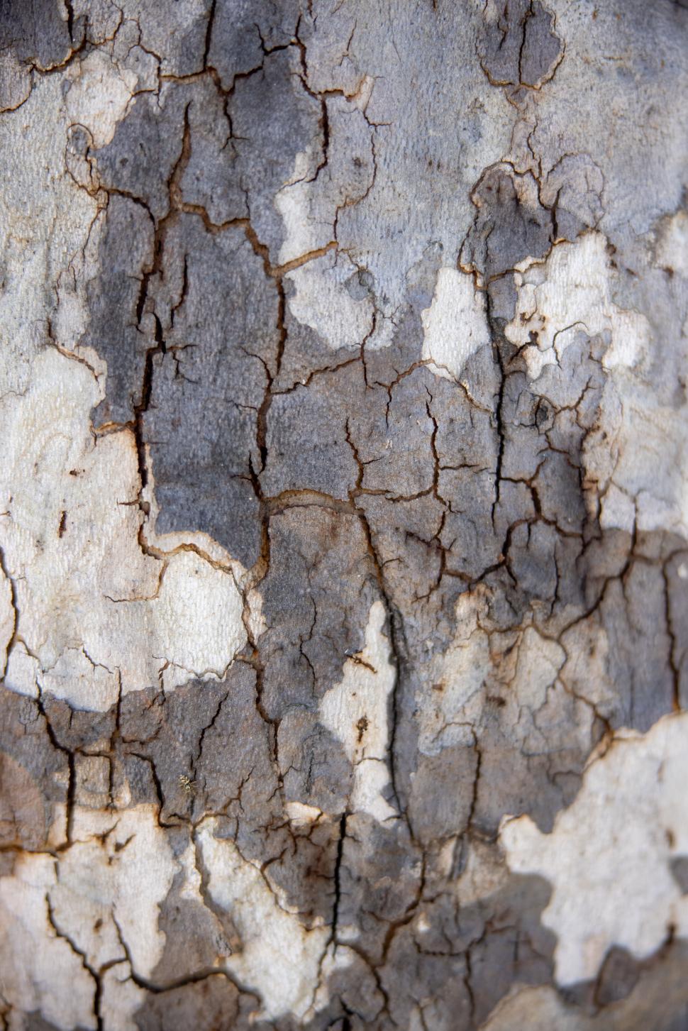 Free Image of Weathered tree bark with intricate crack patterns 