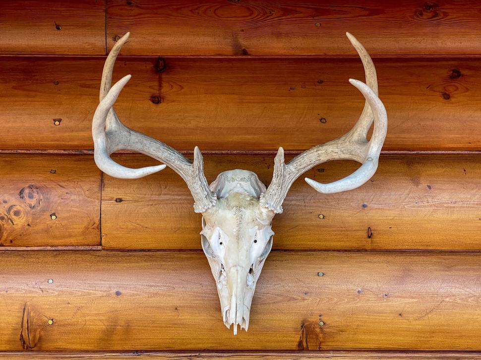 Free Image of Deer skull with antlers mounted on wooden wall 