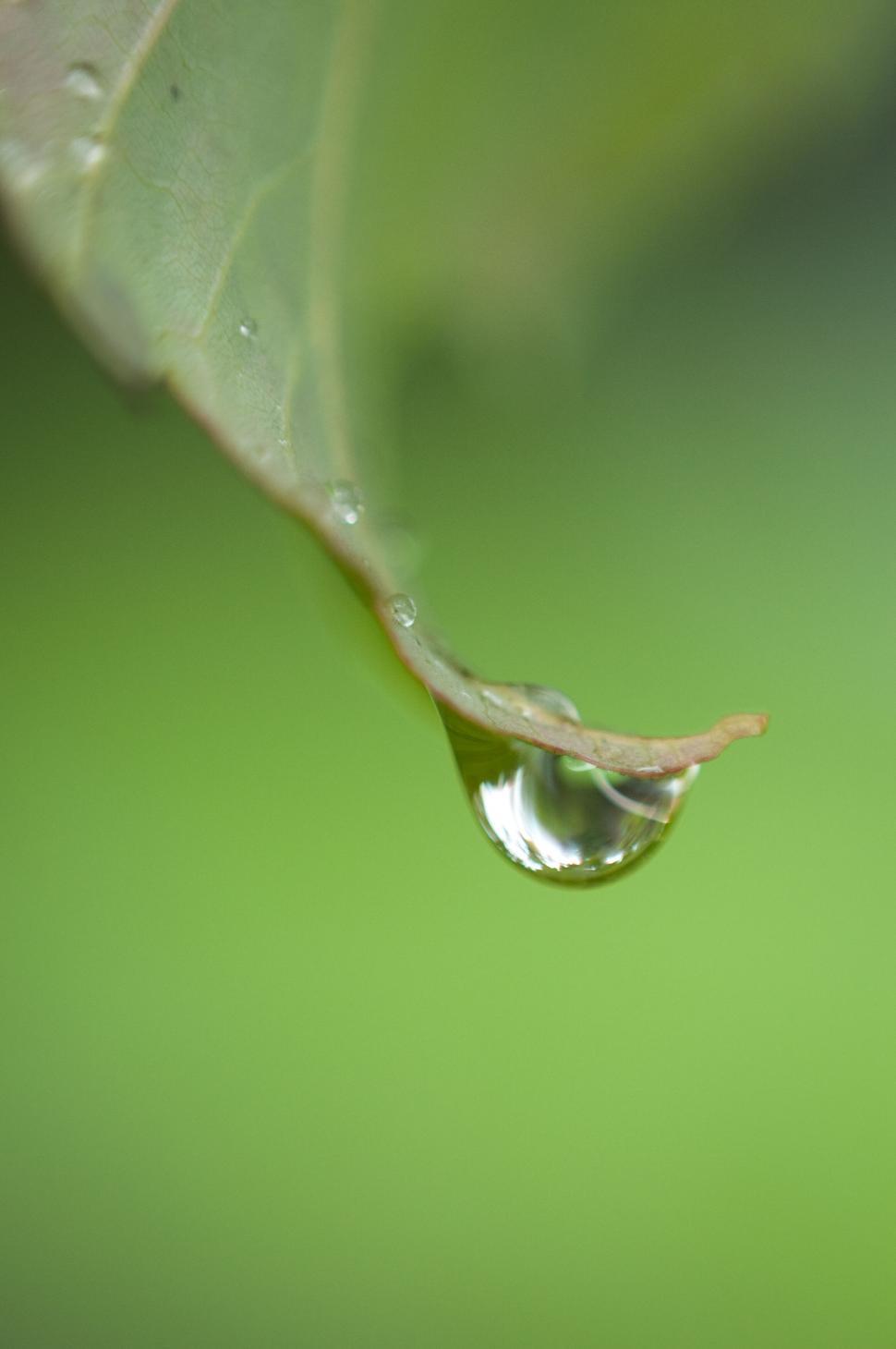 Free Image of Close-up of water droplet on a leaf edge 