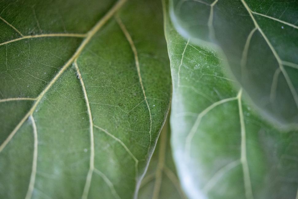 Free Image of Close-up of green leaf texture details 