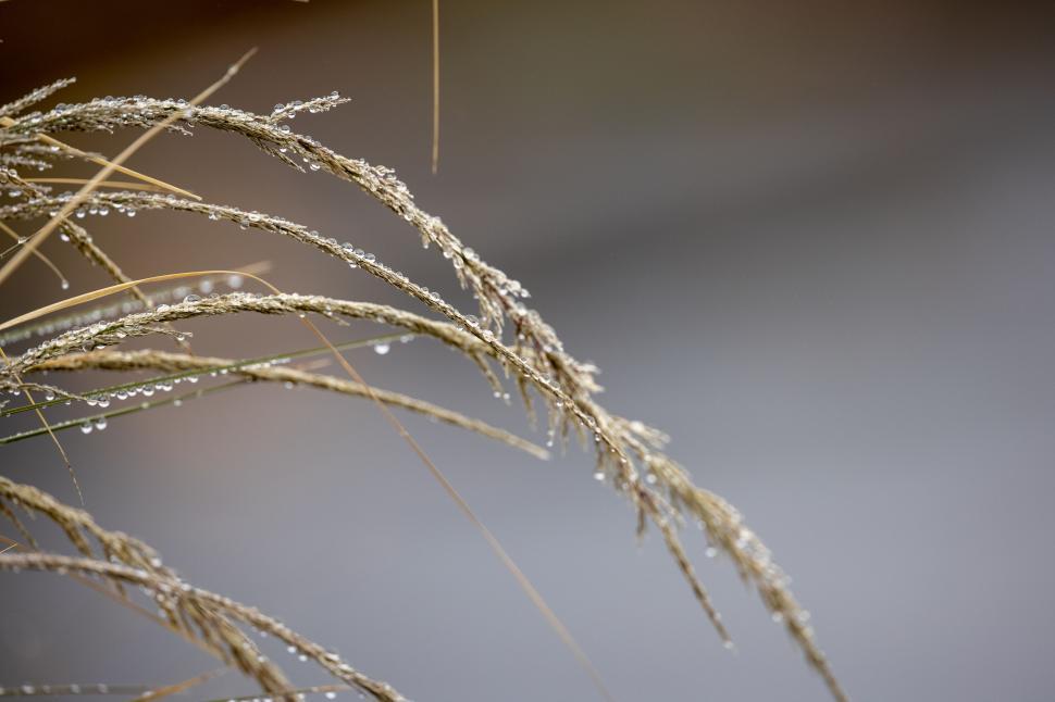 Free Image of Dewdrops clinging to a dry grass blade 