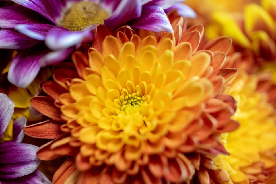Free Image of Vibrant close-up of orange chrysanthemum 