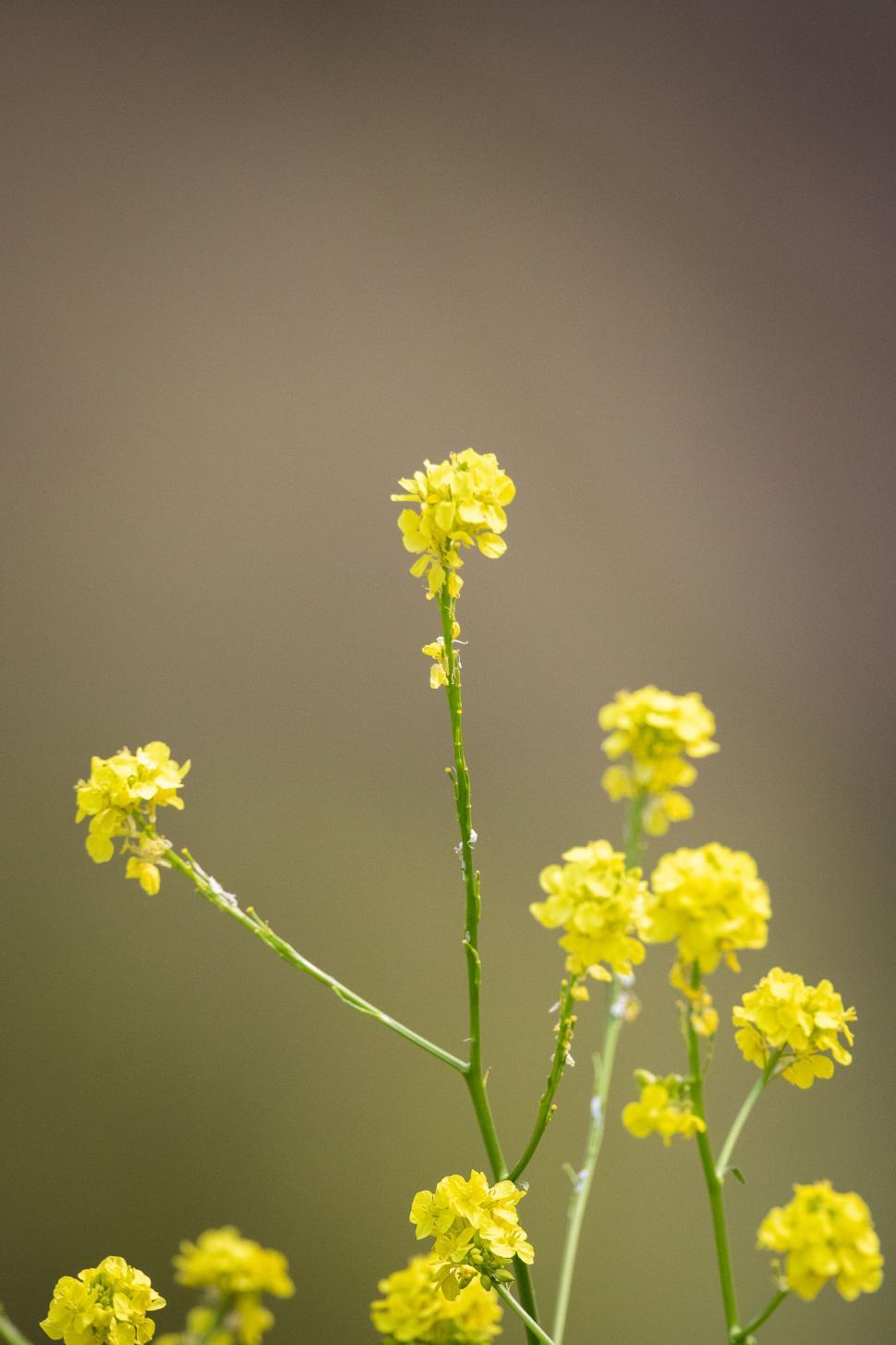 Free Image of Close-up of yellow wildflowers on a stem 